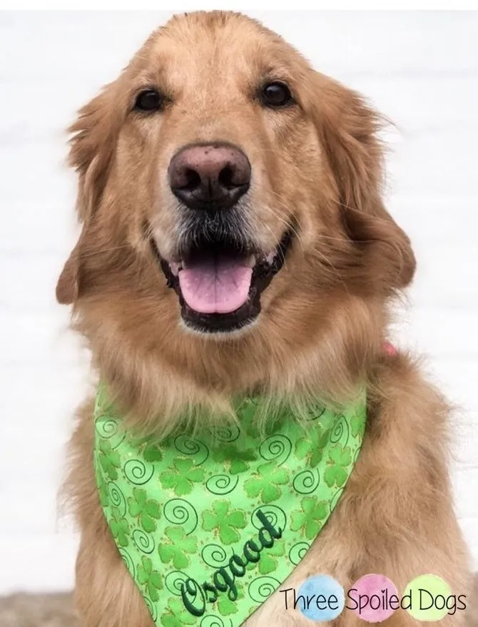 Saint Patrick's Day Embroidered Dog Bandanas with Name