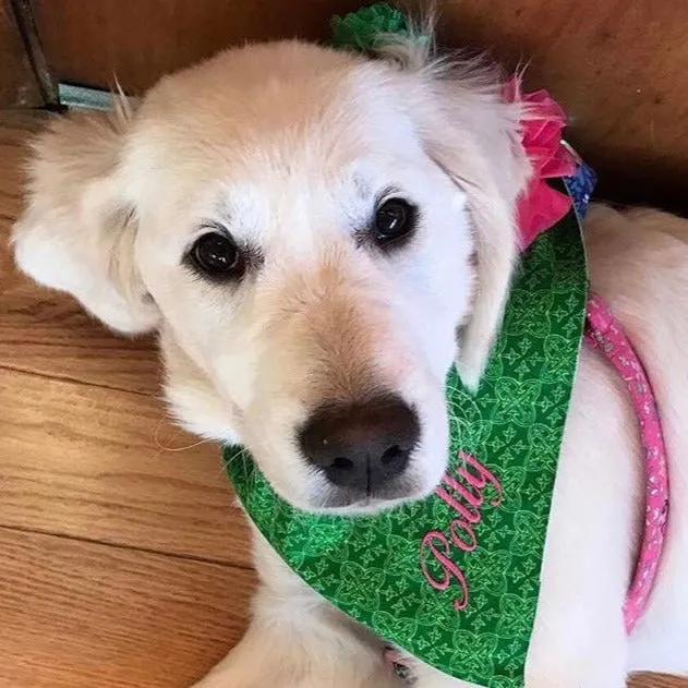 Saint Patrick's Day Embroidered Dog Bandanas with Name